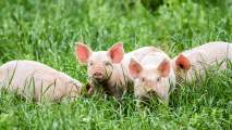 genetically modified pigs