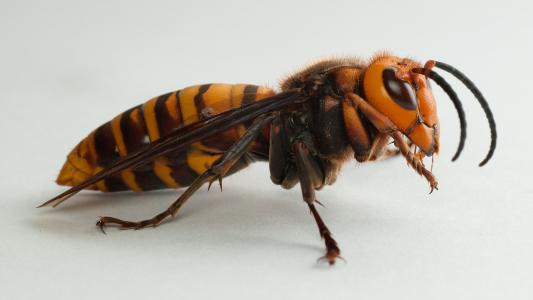 asian giant hornet