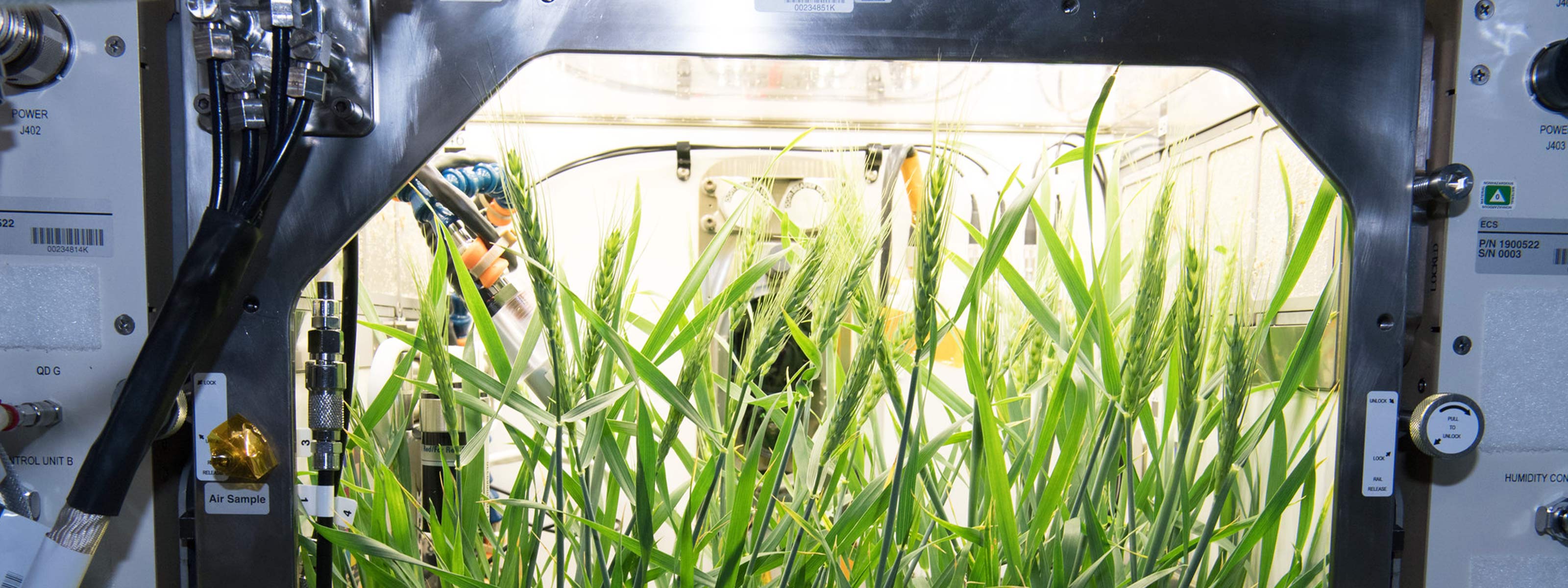 Space bacteria could help astronauts grow plants on Mars