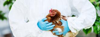 H5N8 bird flu