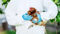 H5N8 bird flu