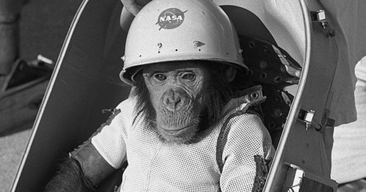 ham-the-chimp-biopack-couch-nasa