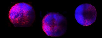 heart organoids