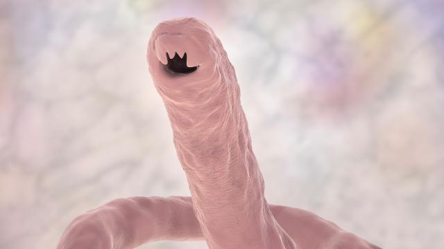 In Pursuit of Hookworm Vaccine, Biologist Infects Himself with Parasites