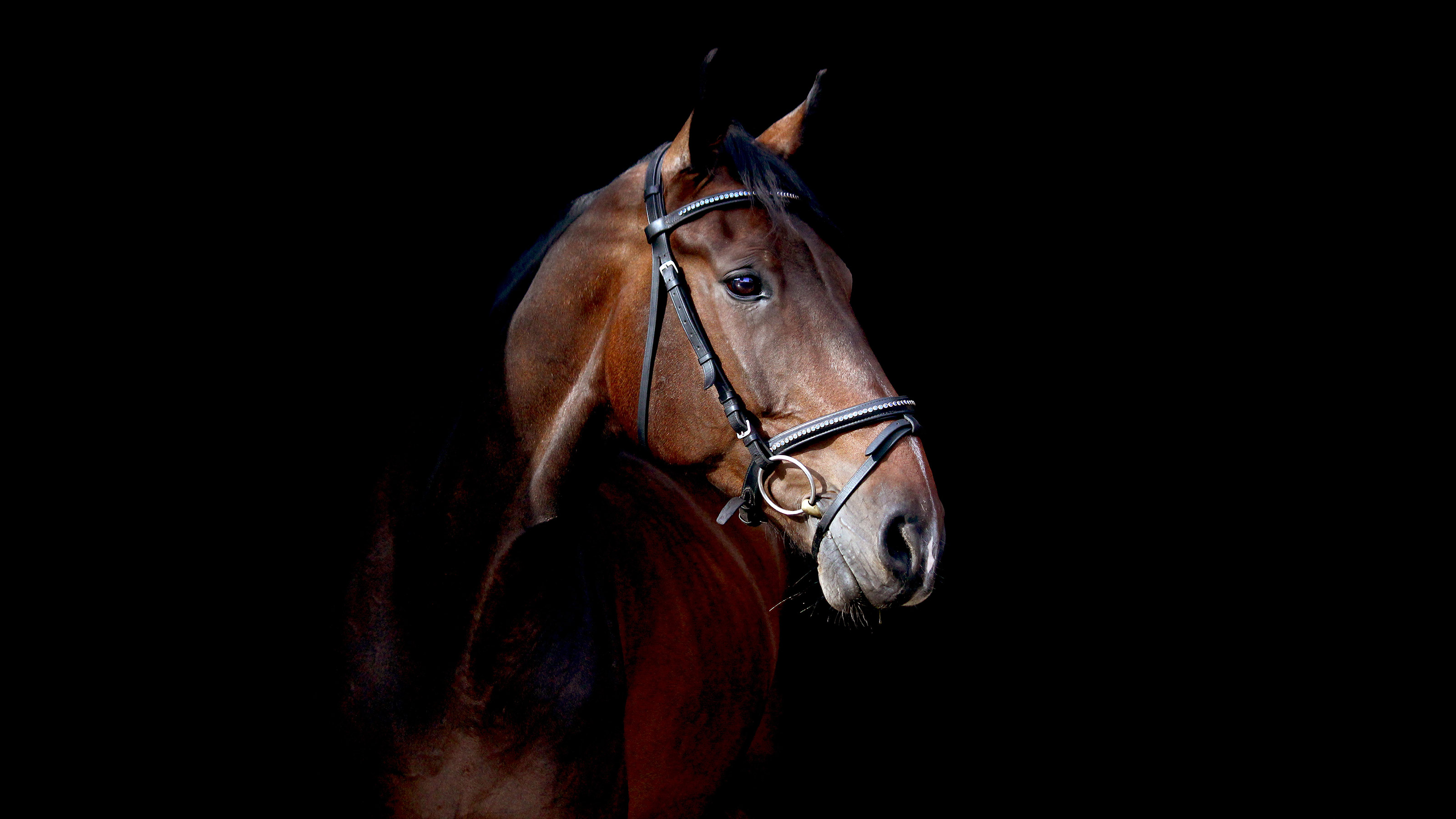 horse antibodies for covid 19