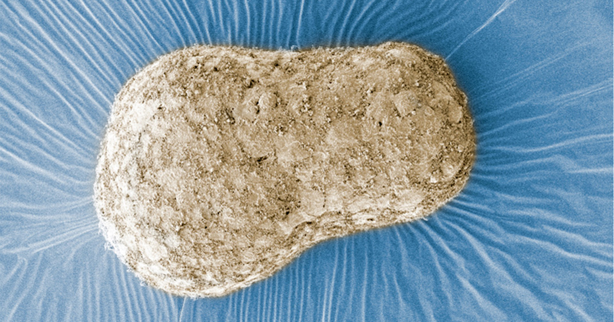 human-embryo_opengraph.jpg