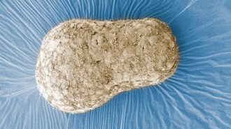 Human Embryo