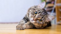 Hypoallergenic Cat