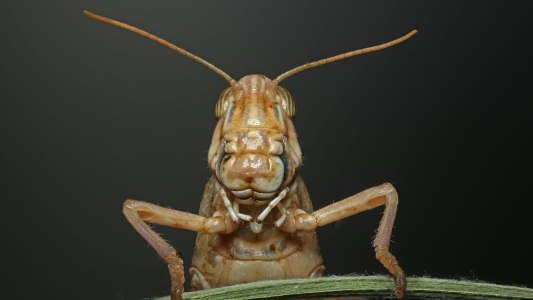 Locust Swarm