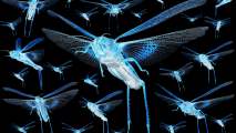 locust swarm