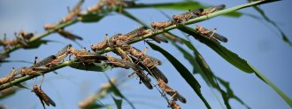 locust swarms animal feed