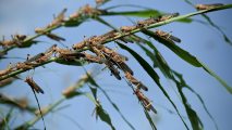 locust swarms animal feed