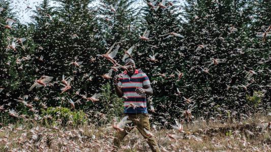 locust swarms east africa