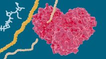 main protease