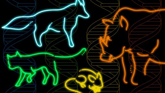 mammalian genomes