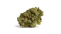 medical cannabis