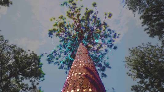 3d models of trees