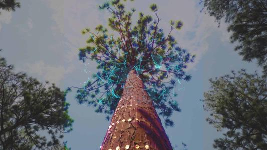 3d models of trees