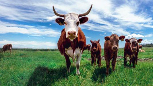 cows methane emissions