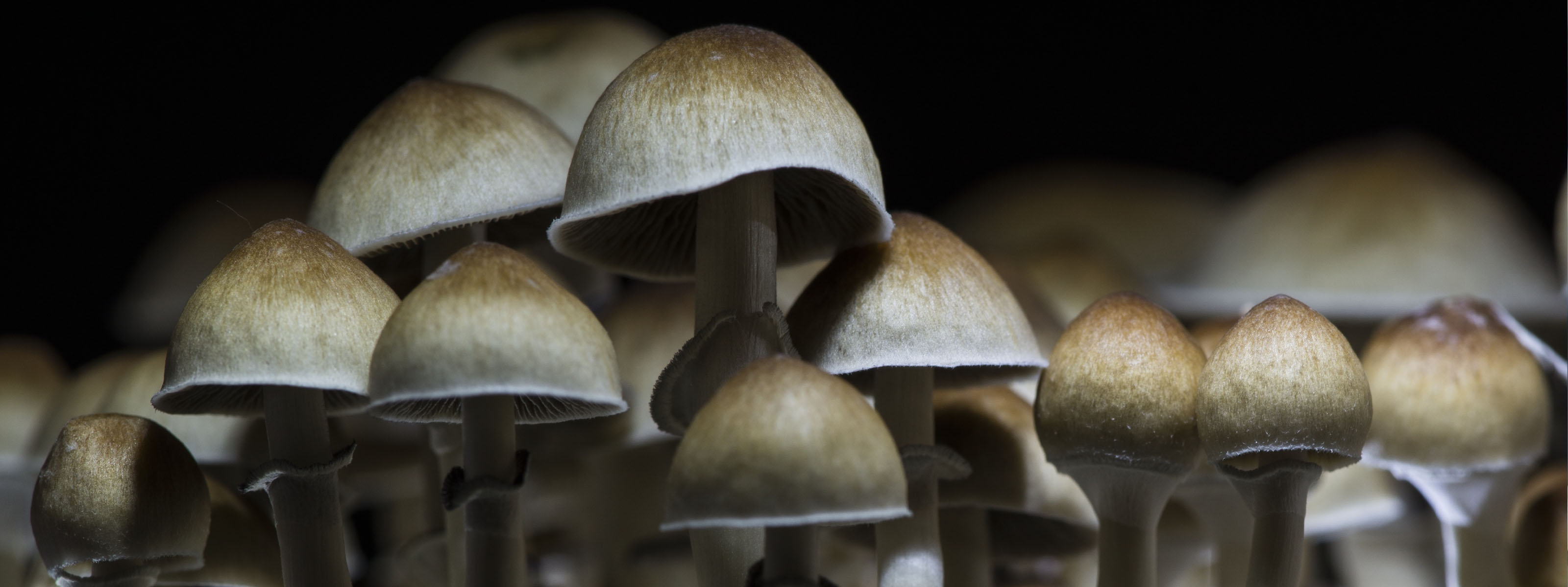 Microdosing Mushrooms Explained microdosing-mushrooms-explained
