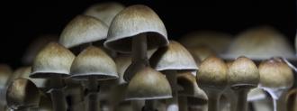 microdosing mushrooms