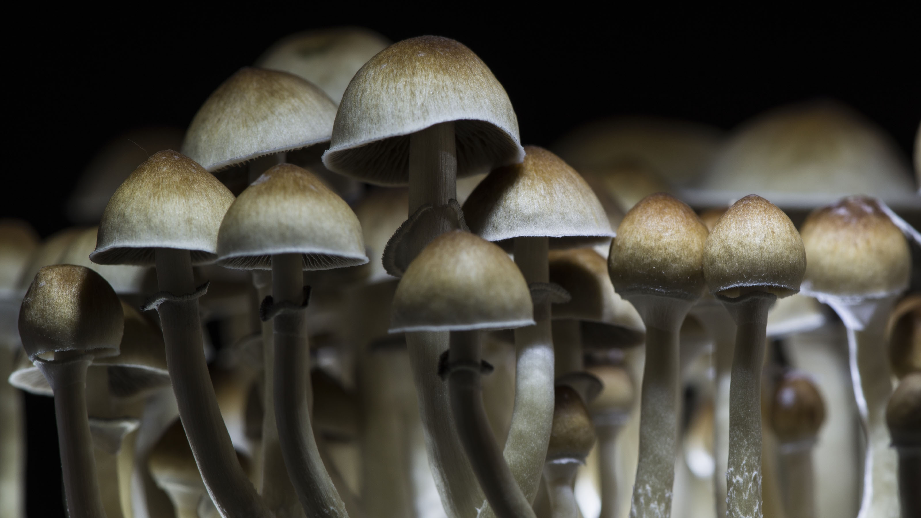 microdosing mushrooms