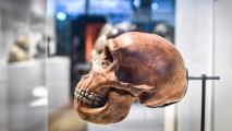 neanderthal mini brains