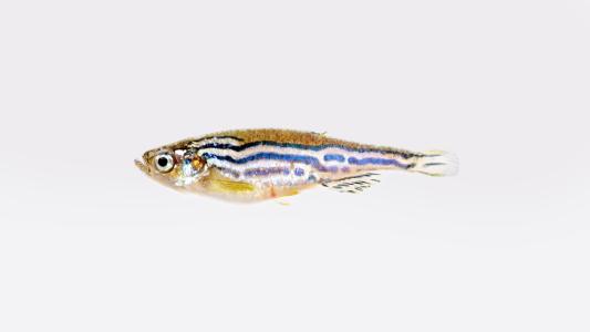 mutant zebrafish