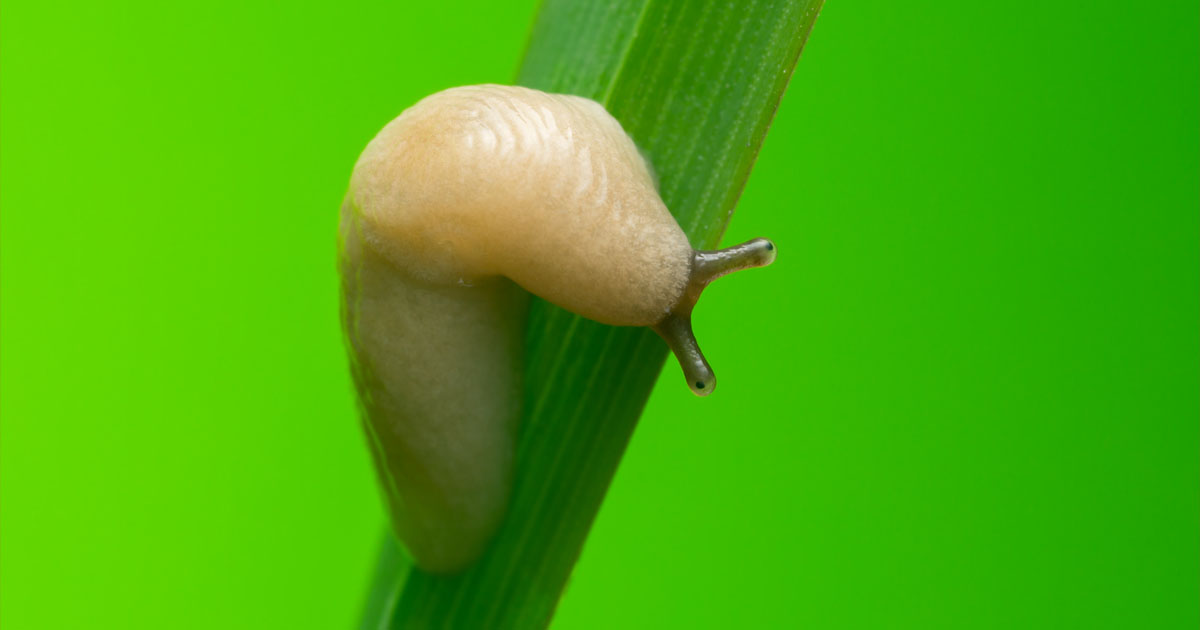 Nematode worm could liquify slugs for US farmers — Freethink.com