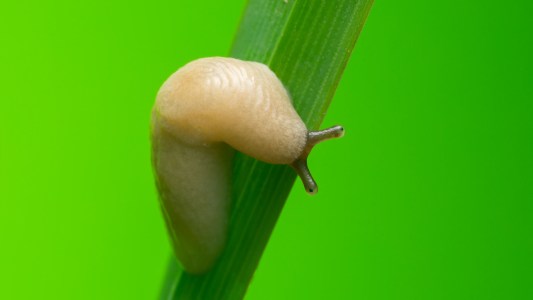nematode