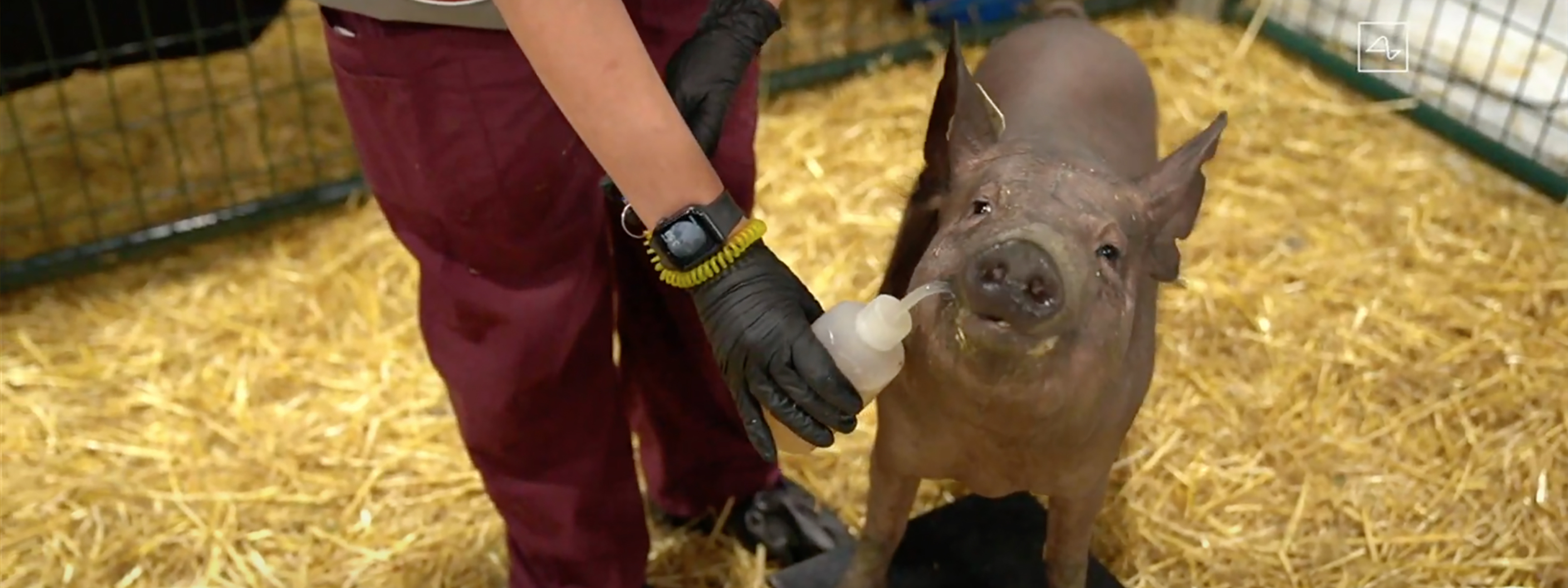 Elon Musk Neuralink brain implant detects pigs' movements