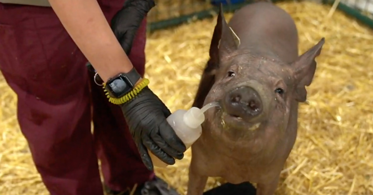 Elon Musk Neuralink brain implant detects pigs' movements