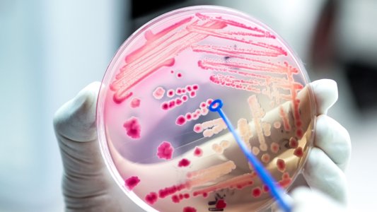 new antibiotic