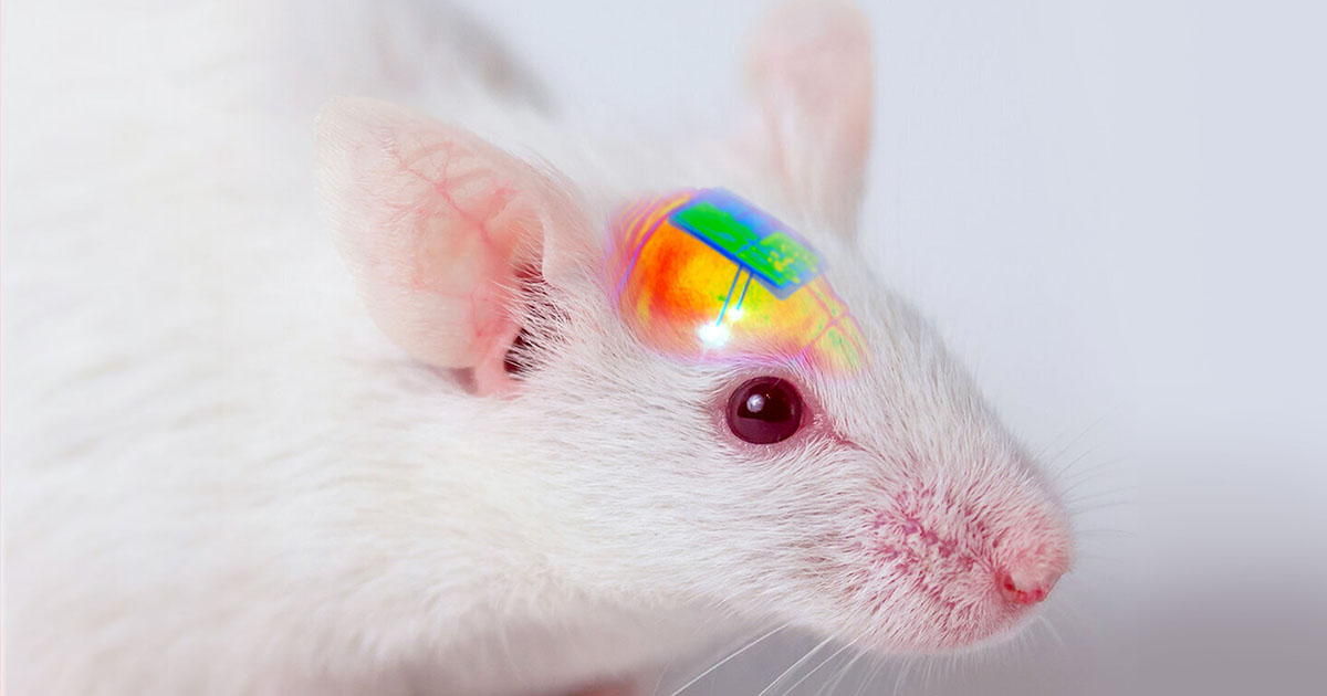 Робот мышь на пульте управления. Мышка с виброоткликом купить. Мышь управляет реальным миром. Логитеч g 102 для бонго кэт. Мышь игрушка реалистичная.