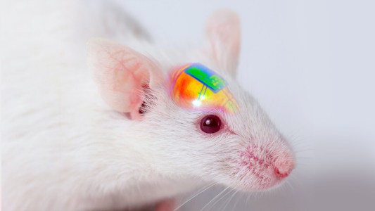 new brain implant