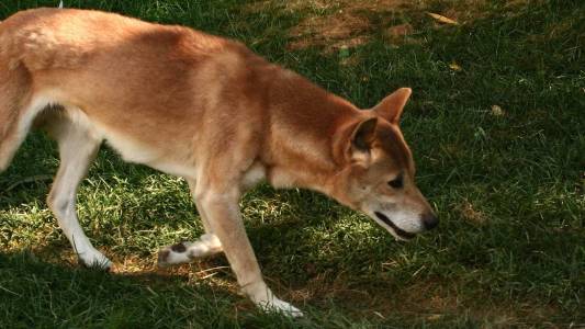 new guinea singing dog