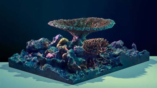 Photogrammetry corals