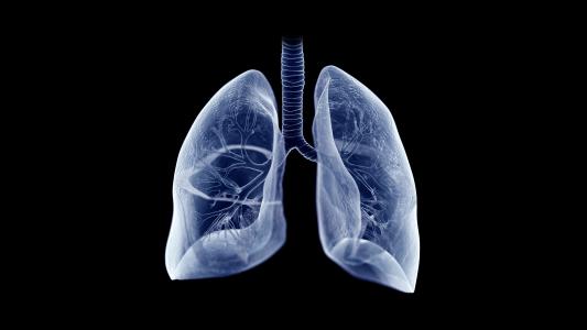 pig organ transplant