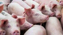 pig virus
