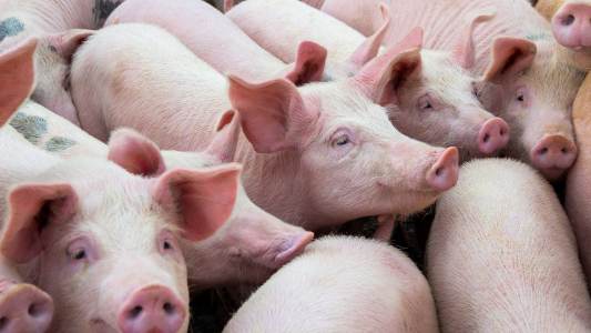 pig virus