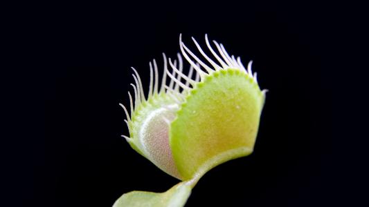 plant communication