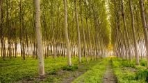 genetically modified poplar trees