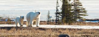 polar bear tracker