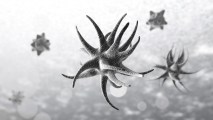 protists