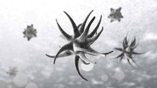 protists