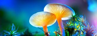 Psychedelic Mushrooms