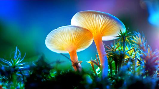 Psychedelic Mushrooms