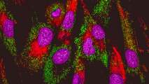 mitochondrial dna