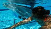 robot dolphin