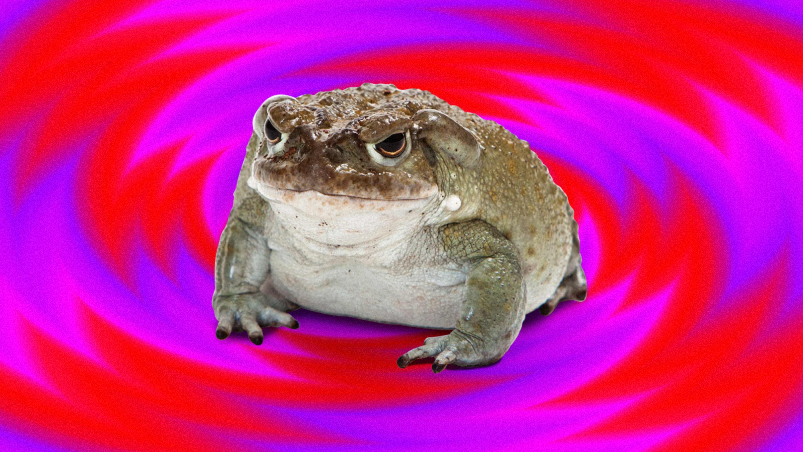toad venom